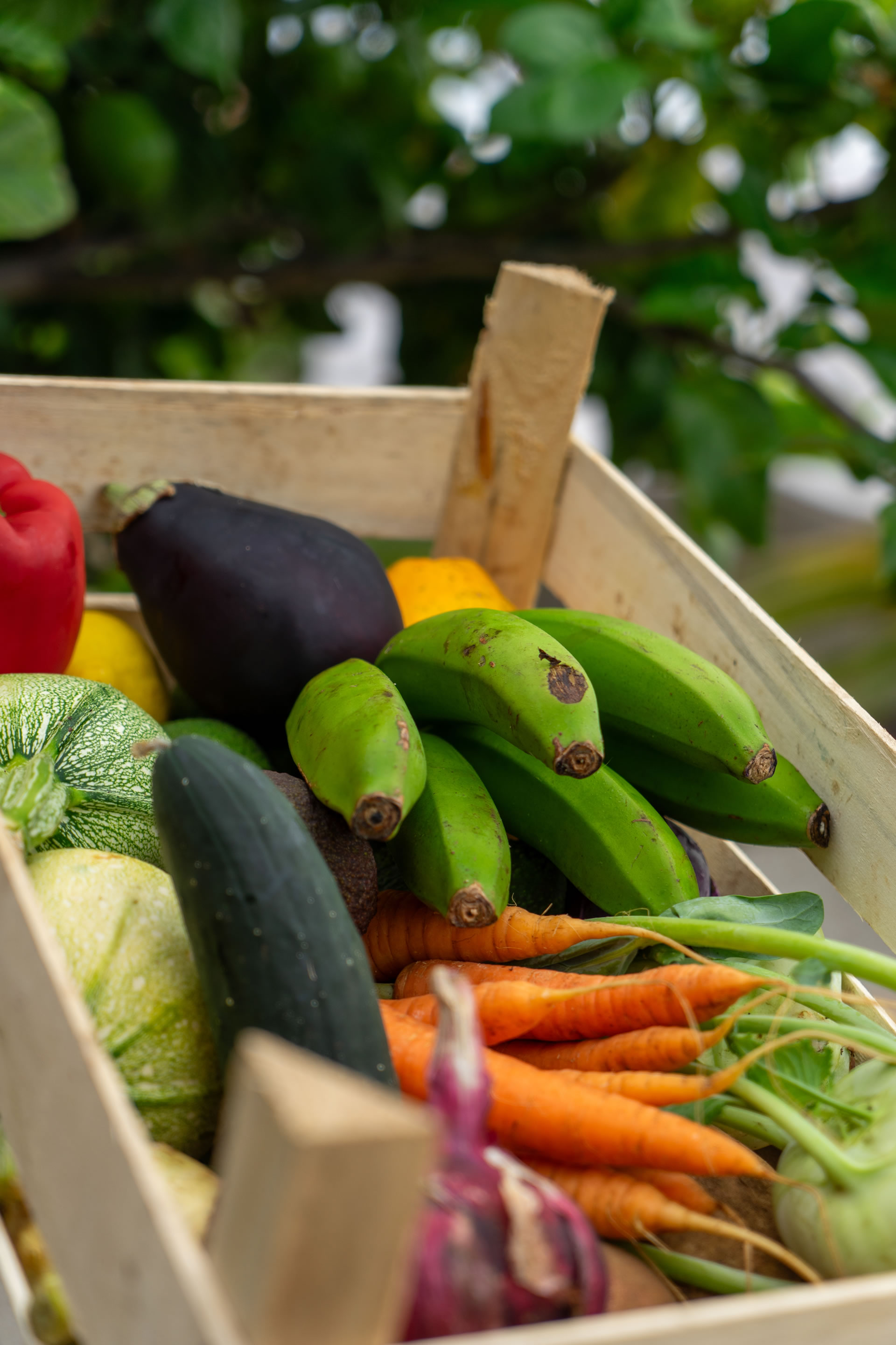 Frische regionale Zutaten auf Teneriffa: Von der Finca direkt auf unser Frühstücksbuffet und in unsere Küche